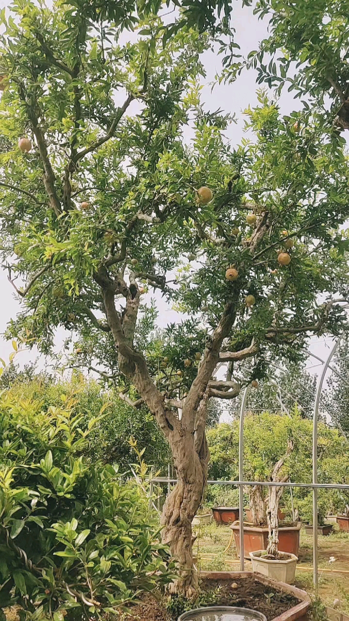 吃石榴的季节高杆石榴老桩盆景