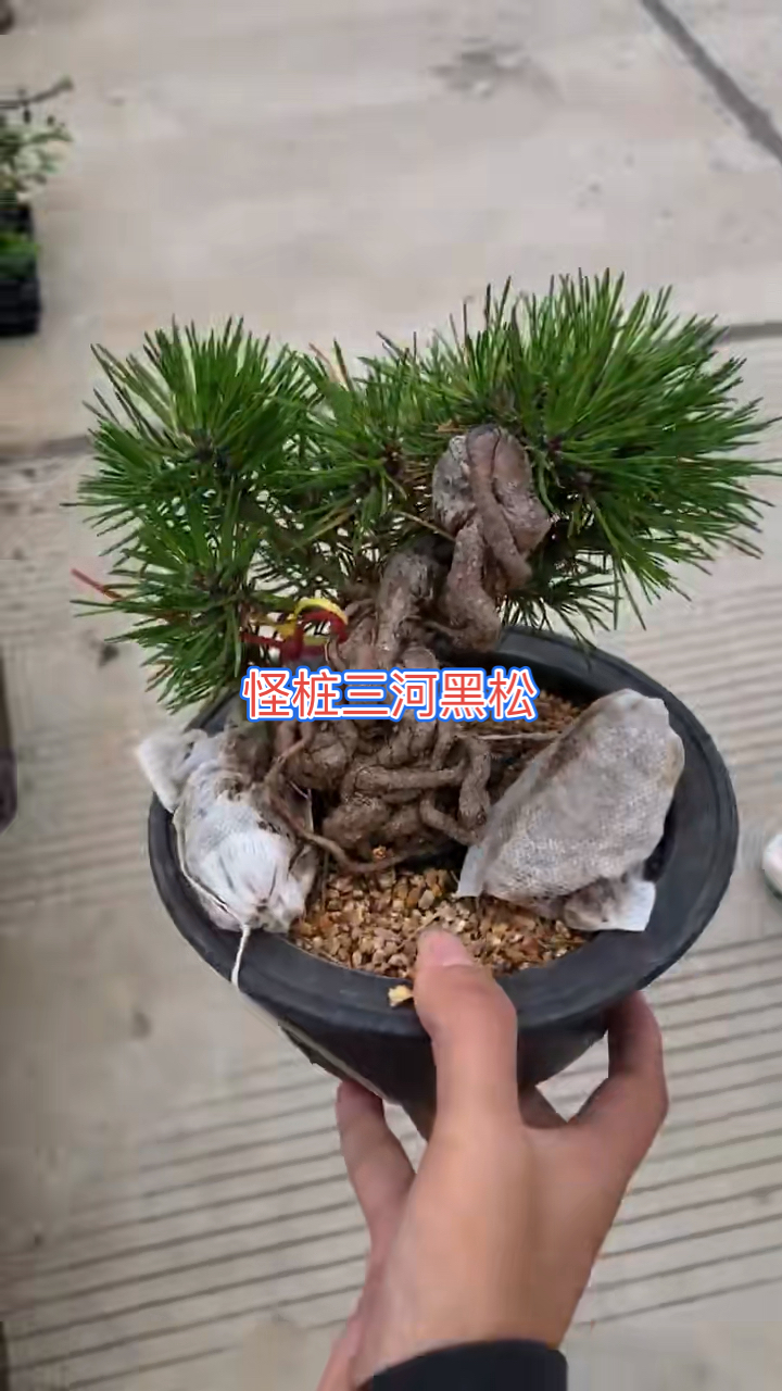 感谢全民我要上热门怪桩三河黑松
