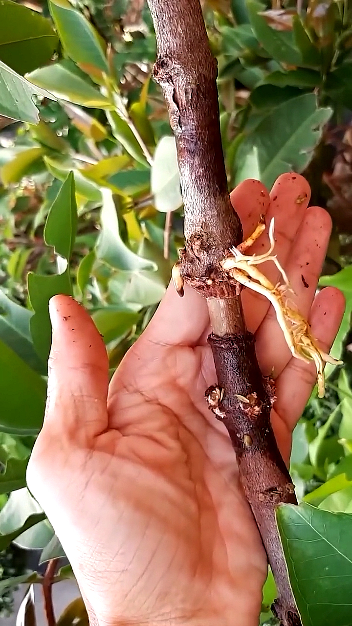 高压生根,这个方法成活率高操作方便