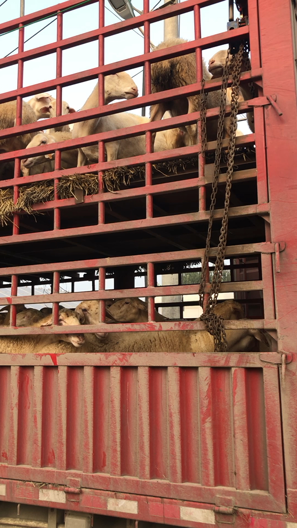 湖羊大母羊装车完毕,马上发车宁夏