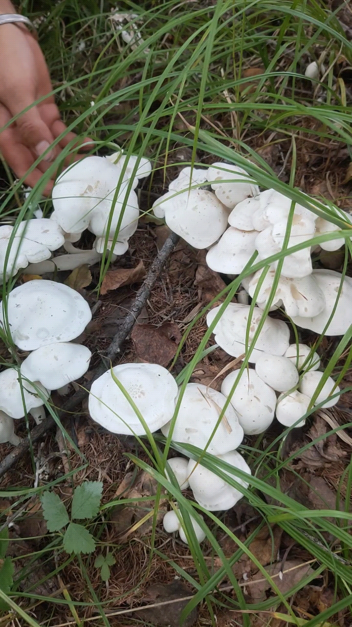 大白蘑菇处理干净晾晒一下留着冬天小笨鸡炖蘑菇