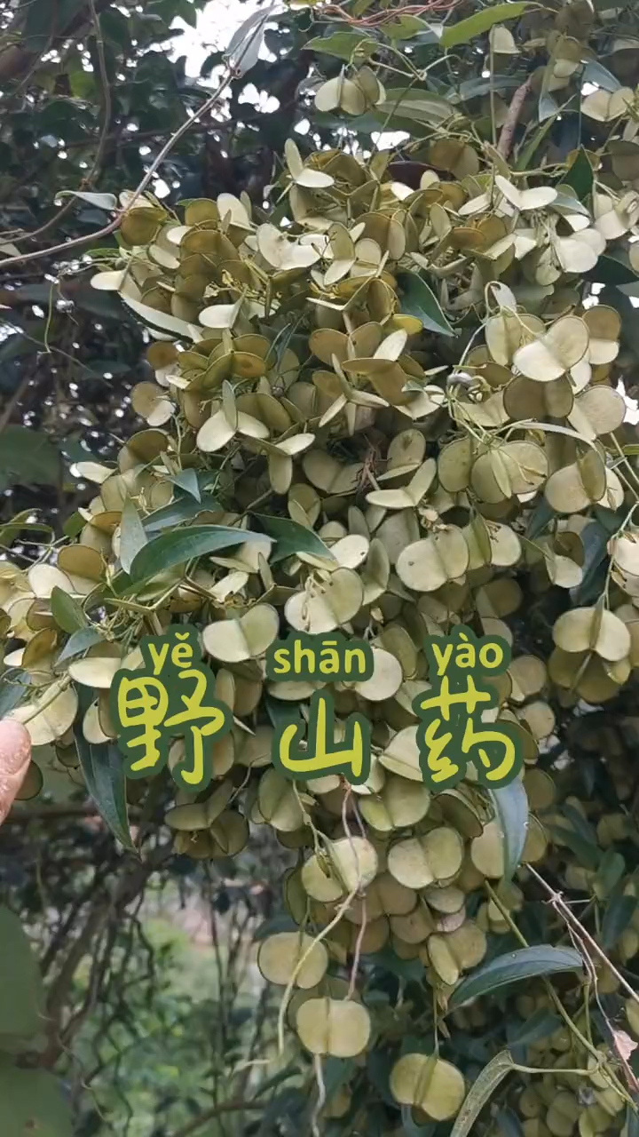 谁说野山药不会直的?