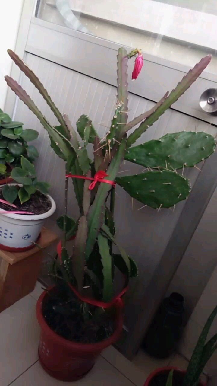 音为有你#仙人掌架接令箭荷花