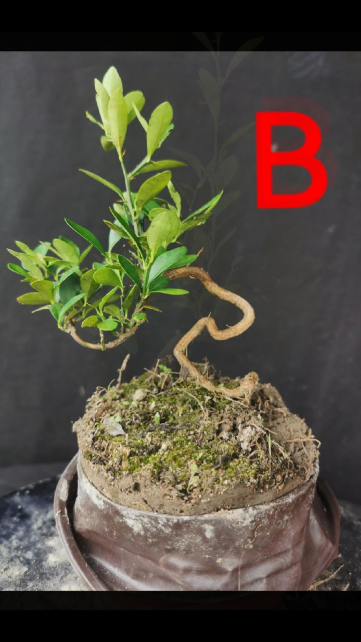 盆景#打弯金豆苗子