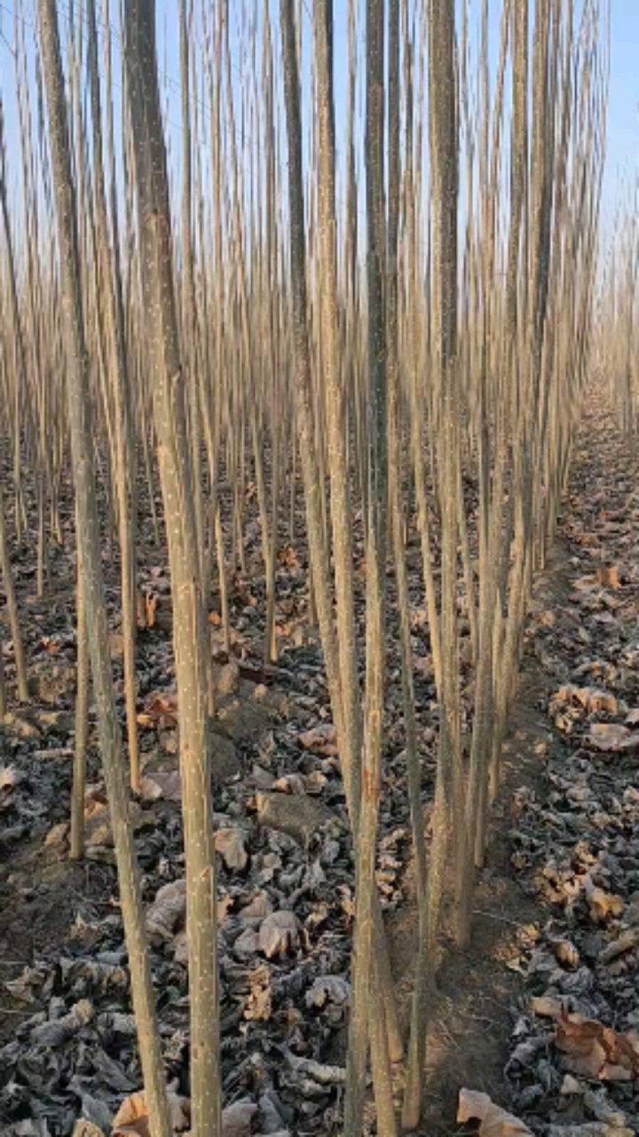 临清市鲁源精品杨树苗107杨树苗繁育基地