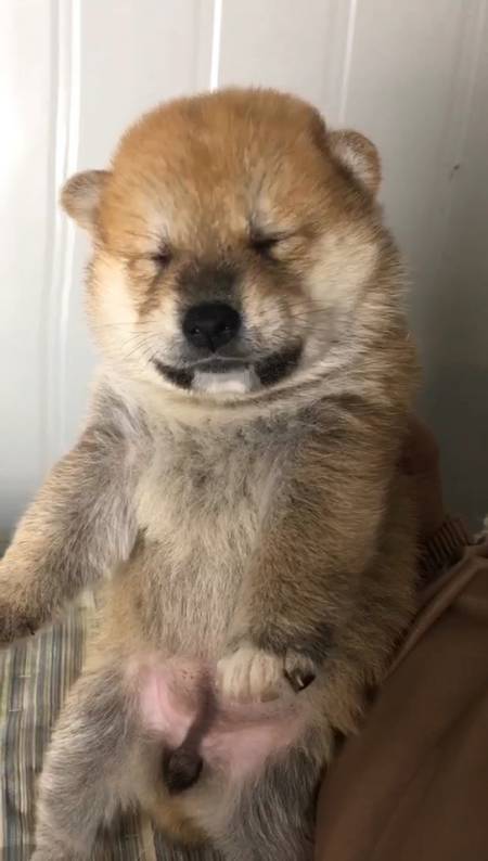 柴犬-全民小视频
