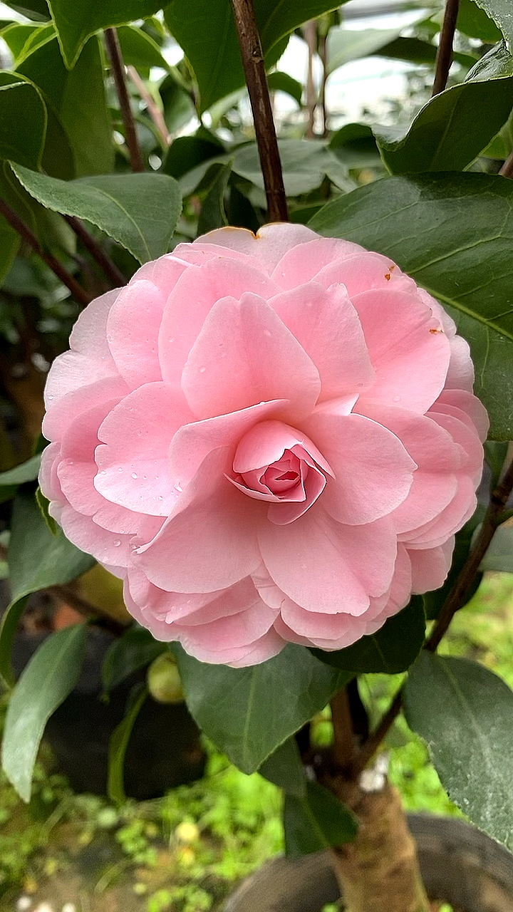 茶花盛开的季节即将来临