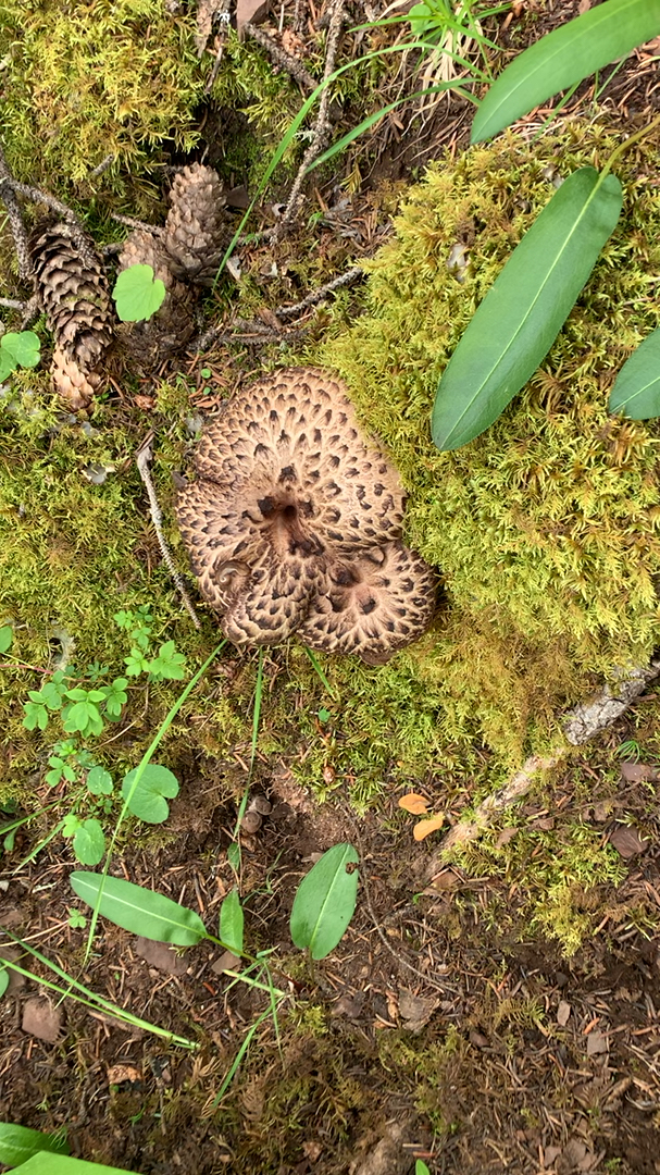 小伙在西藏山里捡獐子菌,乃中国十大名菌之一.