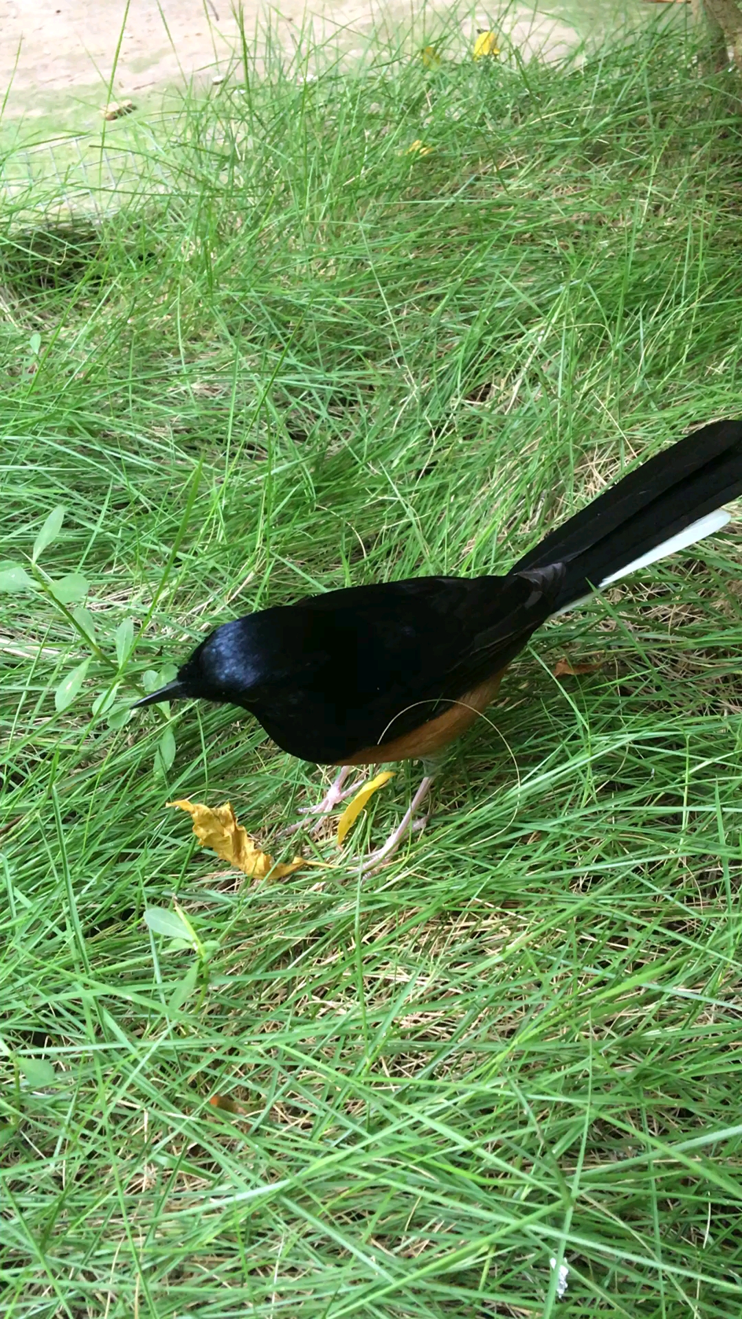 我这只长尾四喜鸟毛色漂亮吧