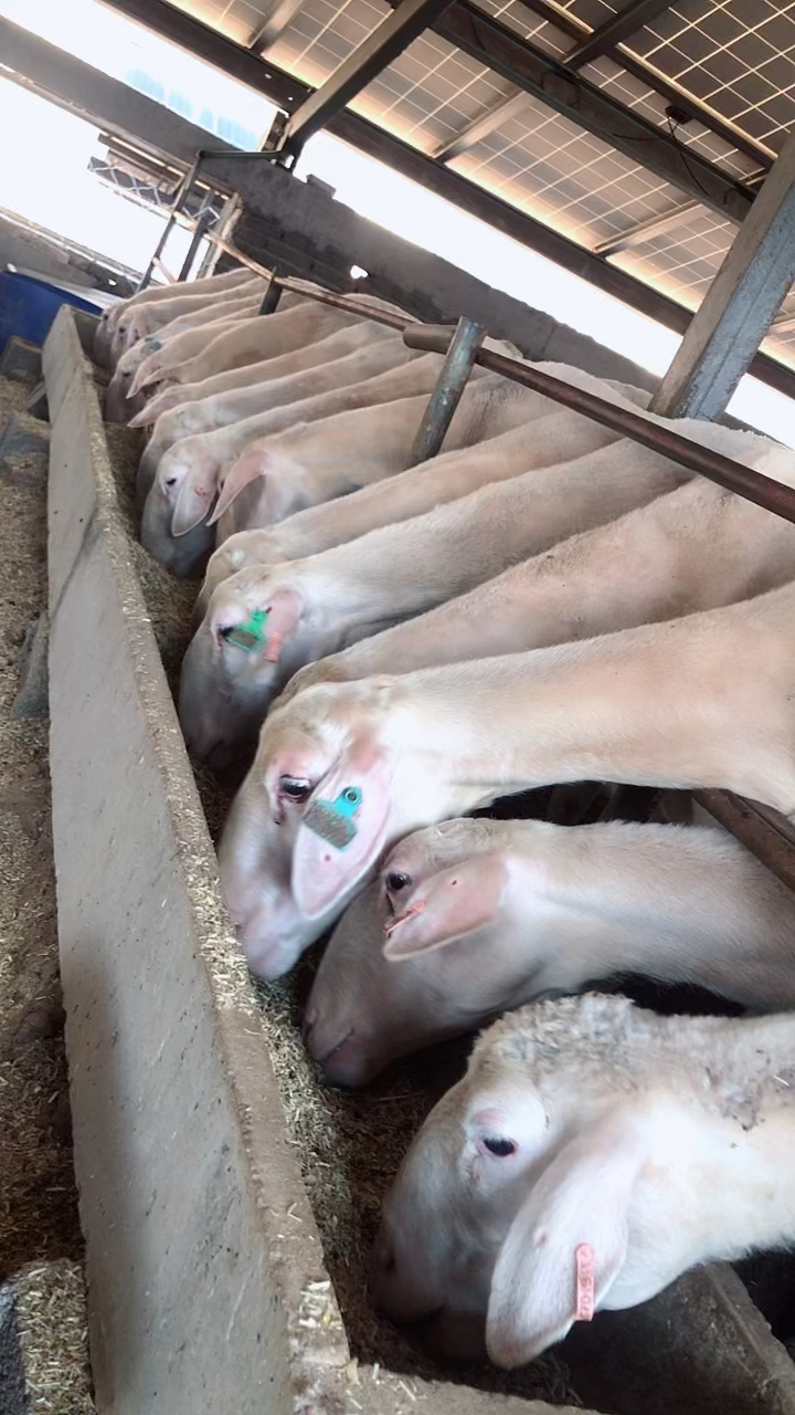 纯种湖羊大母羊