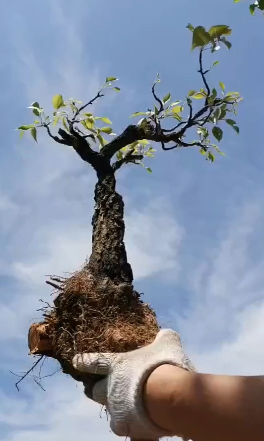 糖梨老桩,小时候就记得在我家房后,这次回来终于找到你了-度小视