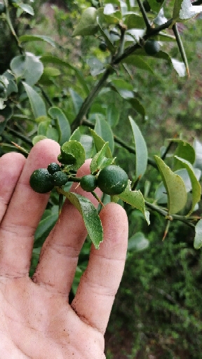 盆景素材小苗#金豆