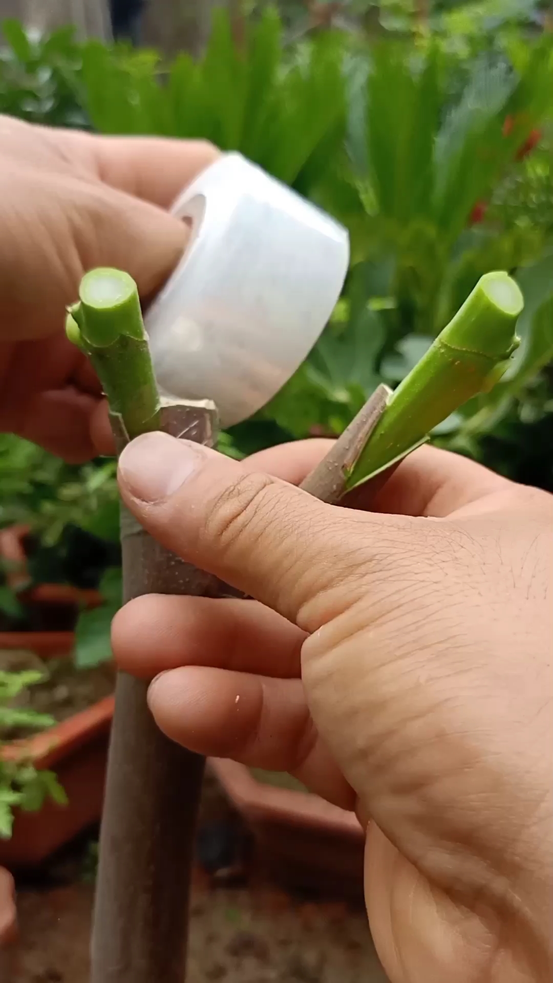 嫁接技术#插皮接无花果技术,成活率极高