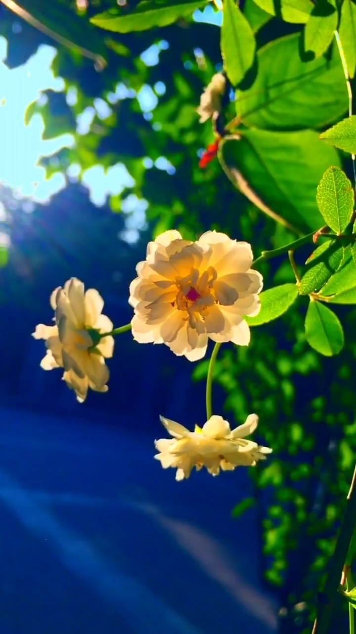 大自然美景##一花一世界#早安吉祥,美醉了逆光拍摄