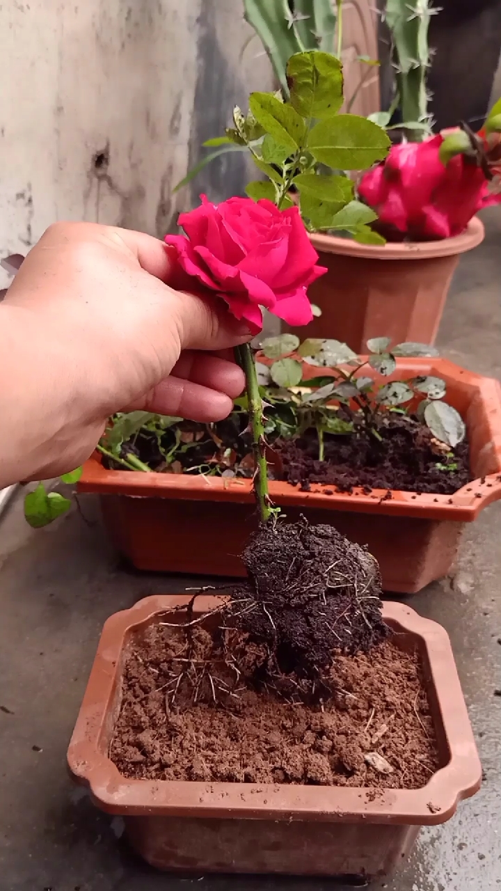 扦插技术#扦插玫瑰最新扦插小技巧,成活率高达百分之百,你学会了痧?