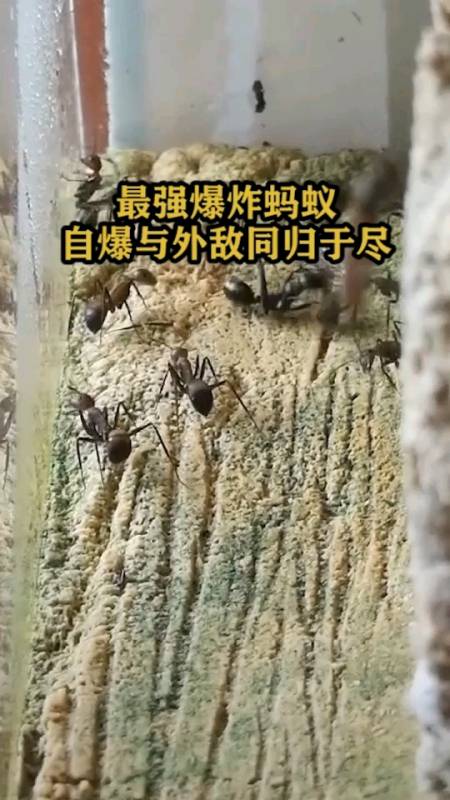 最强爆炸蚂蚁,自爆与外敌同归于尽