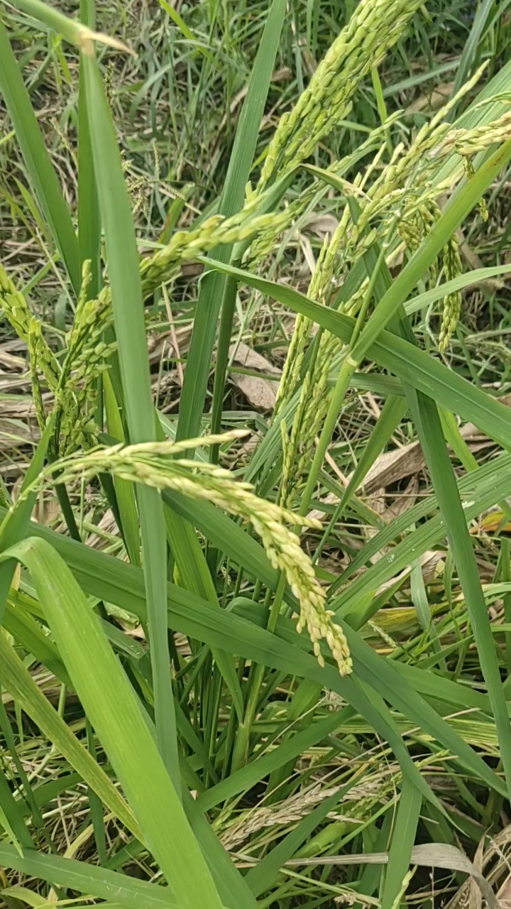 玉米地里发现野生水稻.