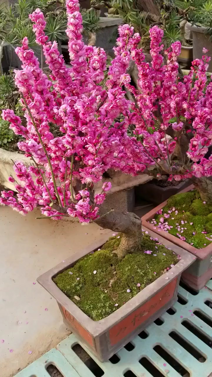 原生骨里红梅花