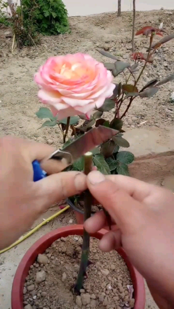 嫁接技术#玫瑰花嫁接新技巧,值得你一学.
