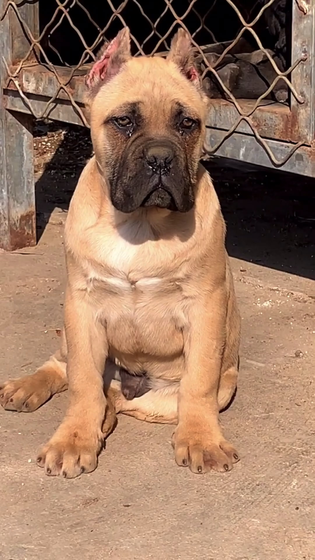 卡斯罗#铁面卡斯罗