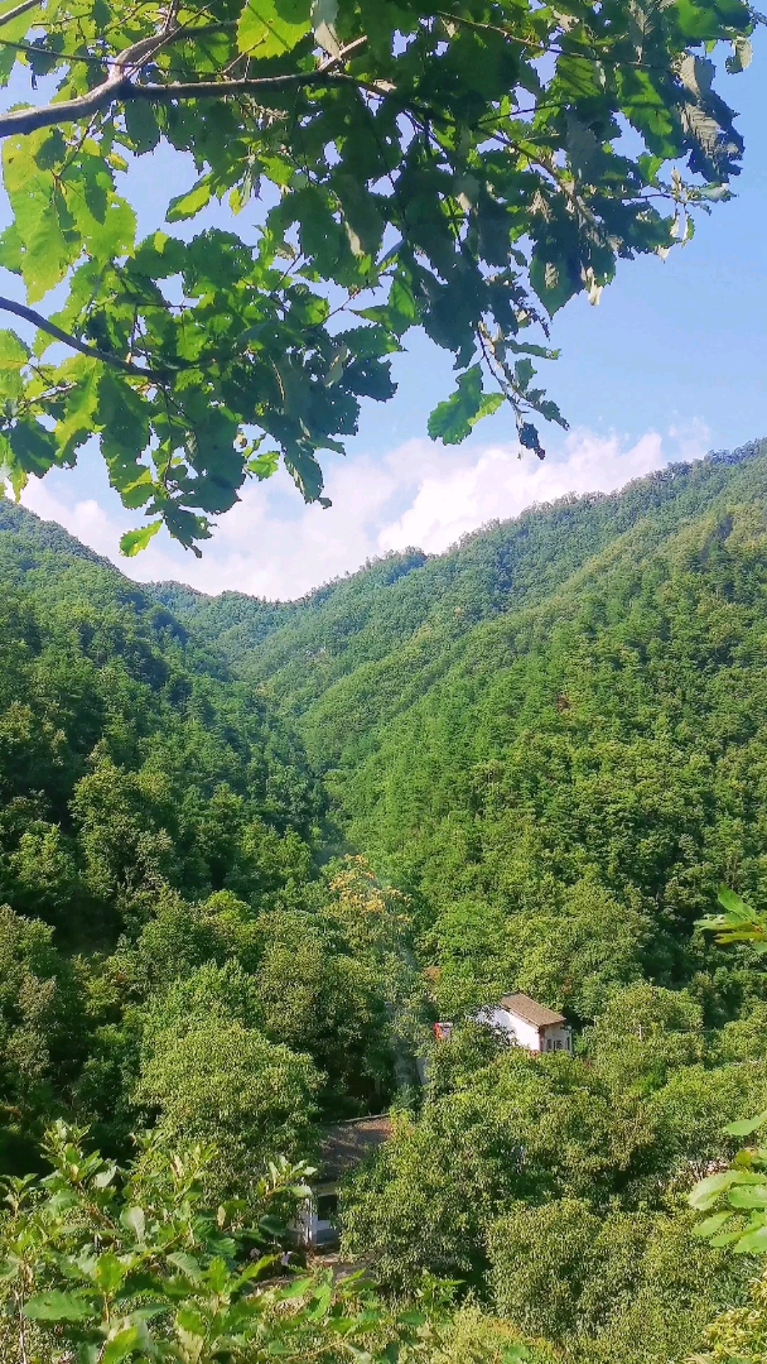 #秀出家乡美#秦岭大山里的天然氧吧,安静的小山村,故乡的原风景
