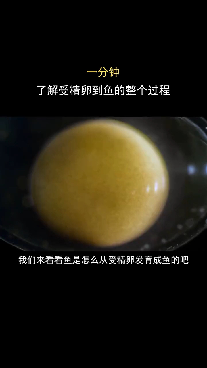 我要上热门#鱼卵受精全过程-度小视