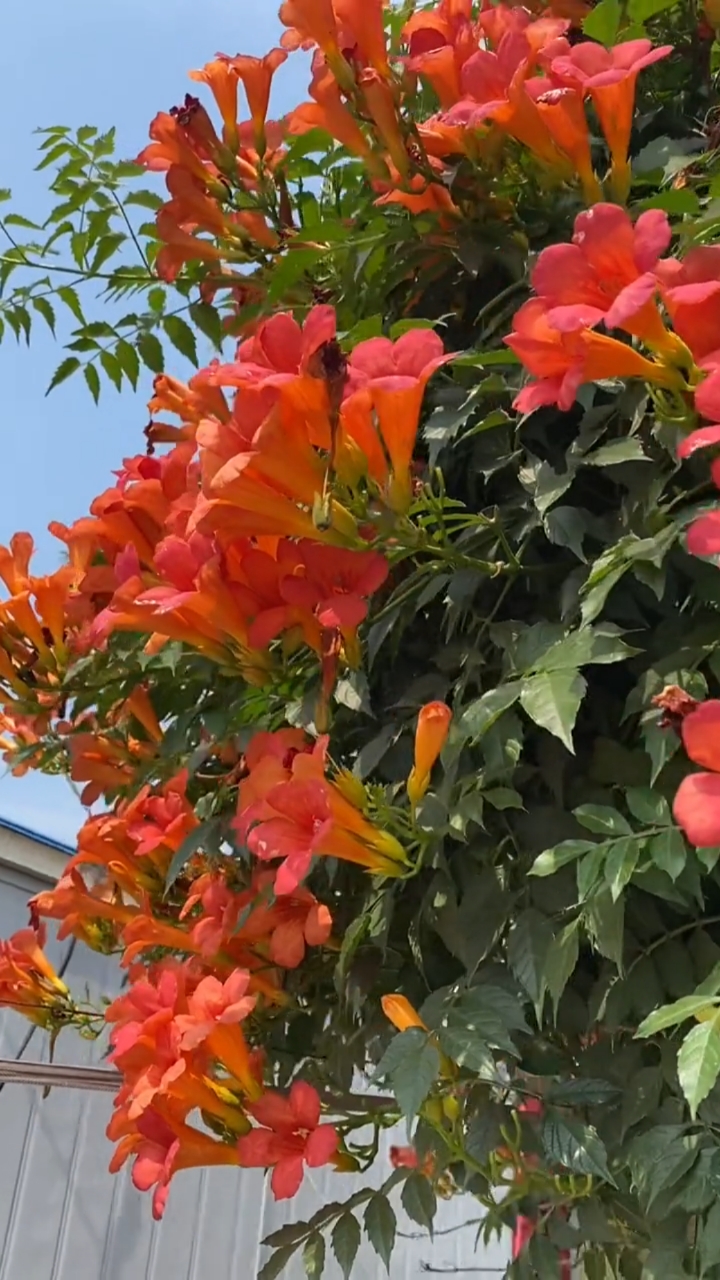 爬藤凌霄花,耐寒耐旱南北方都可以栽植,花开整个夏天
