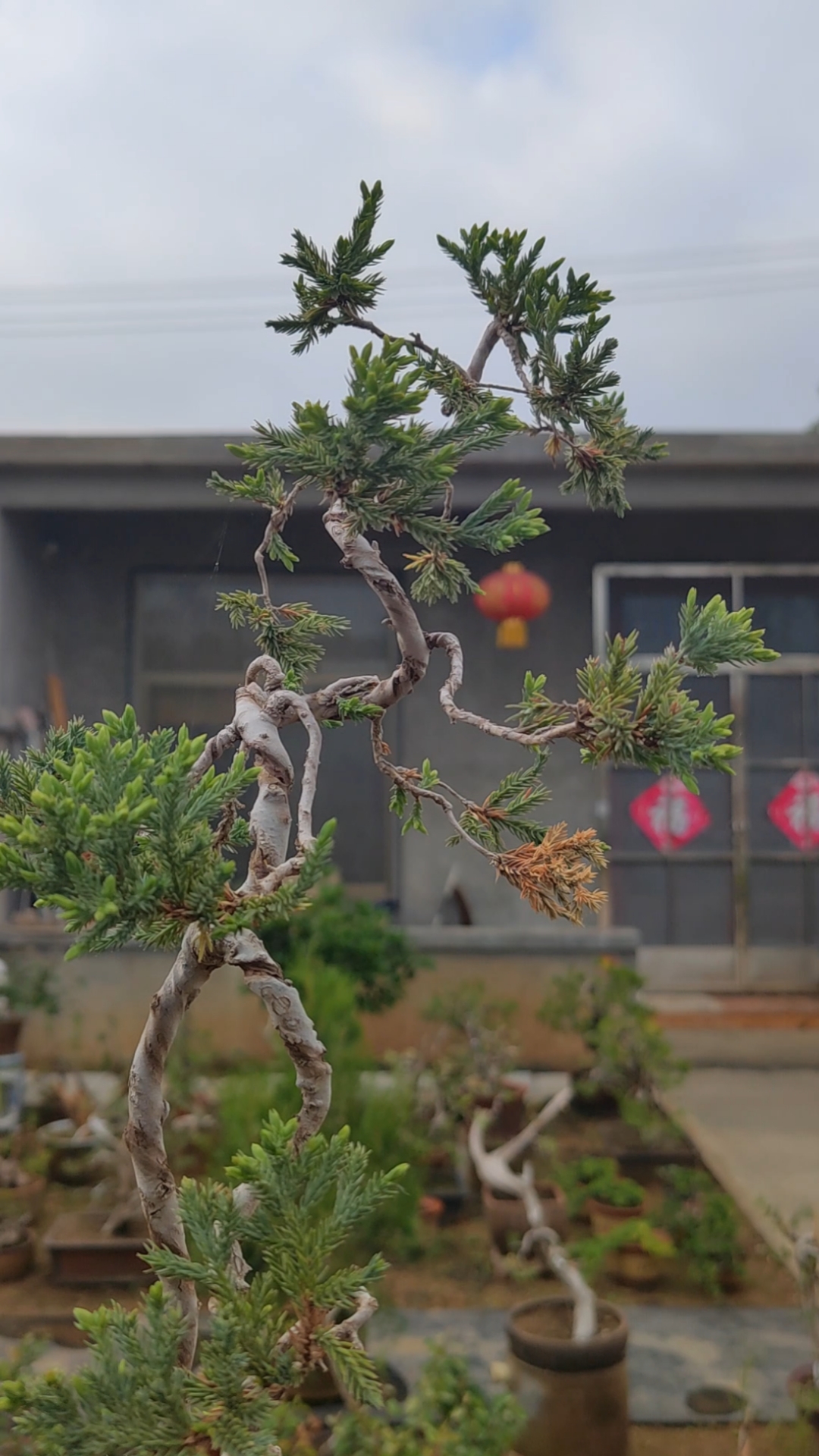 精品文人地柏,价格给你惊喜