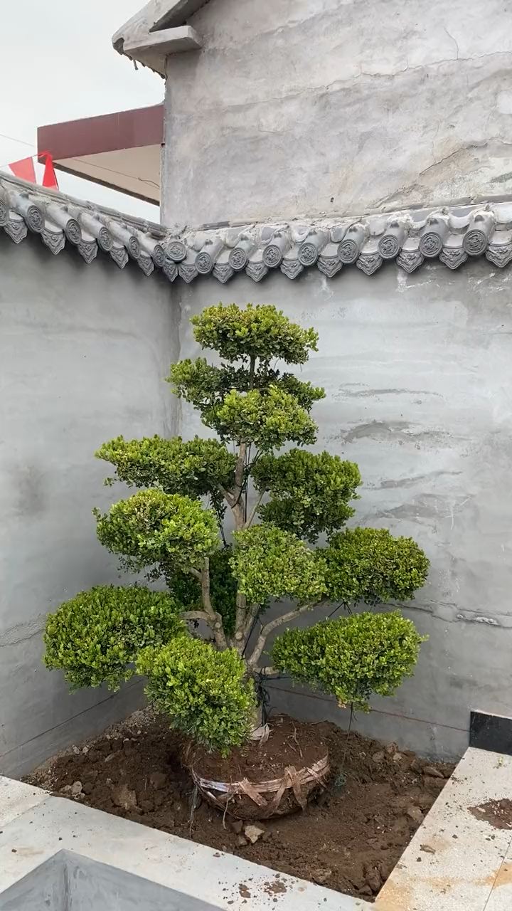 瓜子黄杨造型家有黄杨世代栋梁,耐寒耐旱南北方都可以栽植