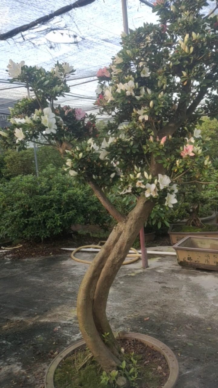 嫁接杜鹃#我家嫁接的皋月杜鹃,马上都要开花了,想赏花的快点来