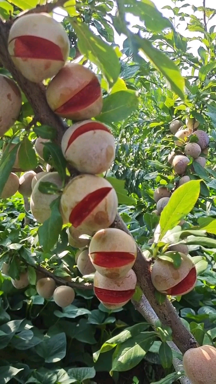 恐龙蛋李子树苗红肉脆甜果根系好2年丰产-度小视