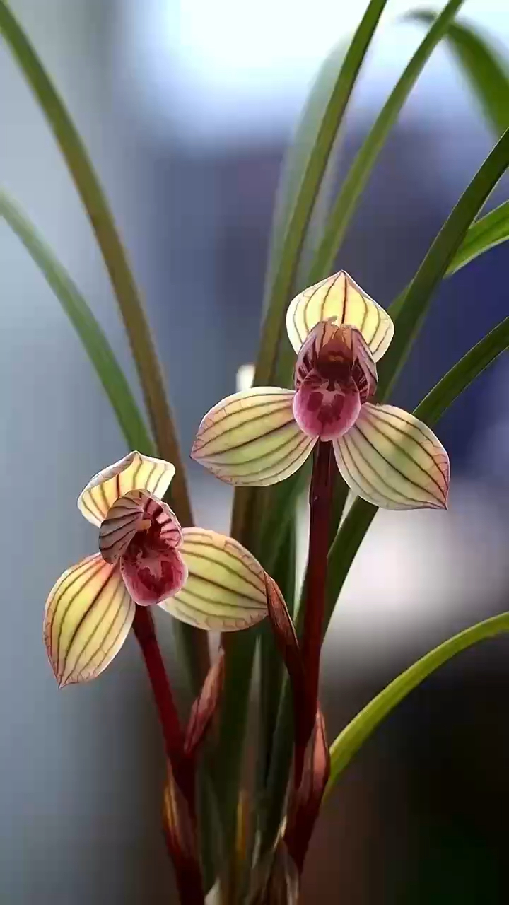 兰花#莲瓣兰/红草红荷南靖开品