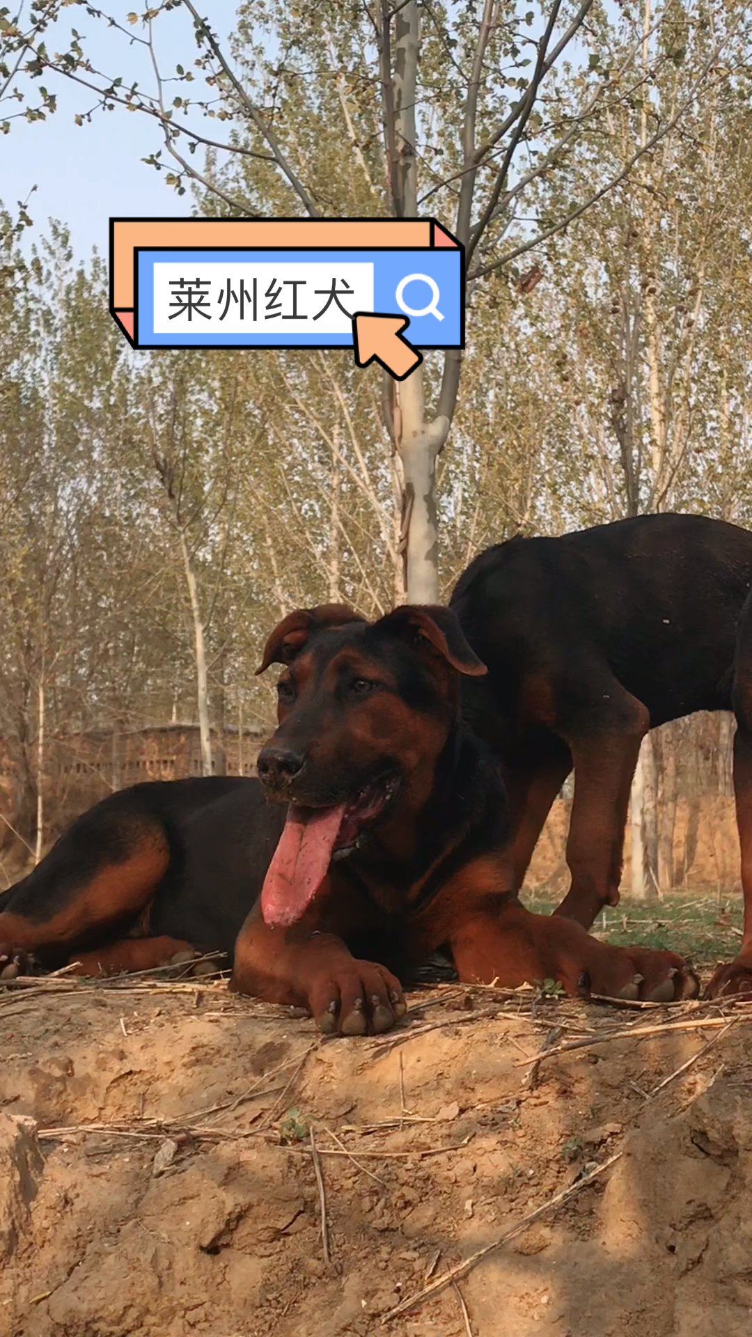 莱州红犬3个月莱州红小狗大家来数一数有几只