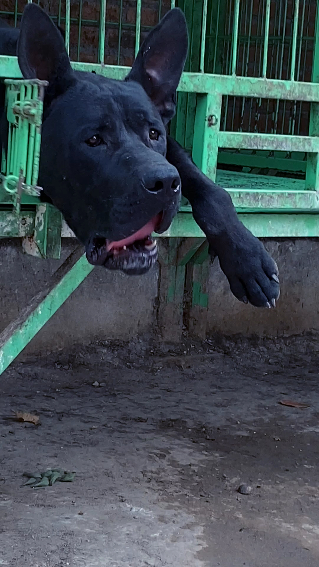 黑狼犬