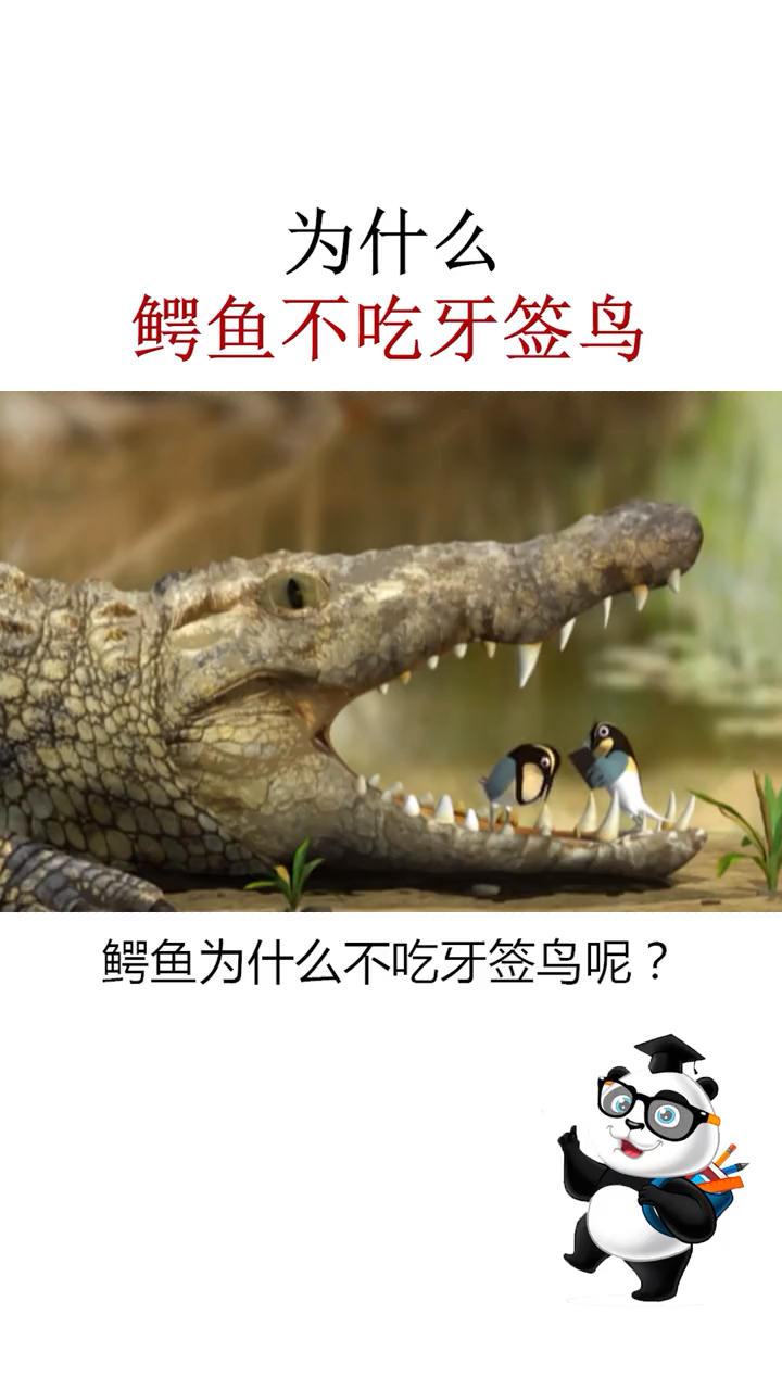 动物世界#为什么鳄鱼不吃牙签鸟?