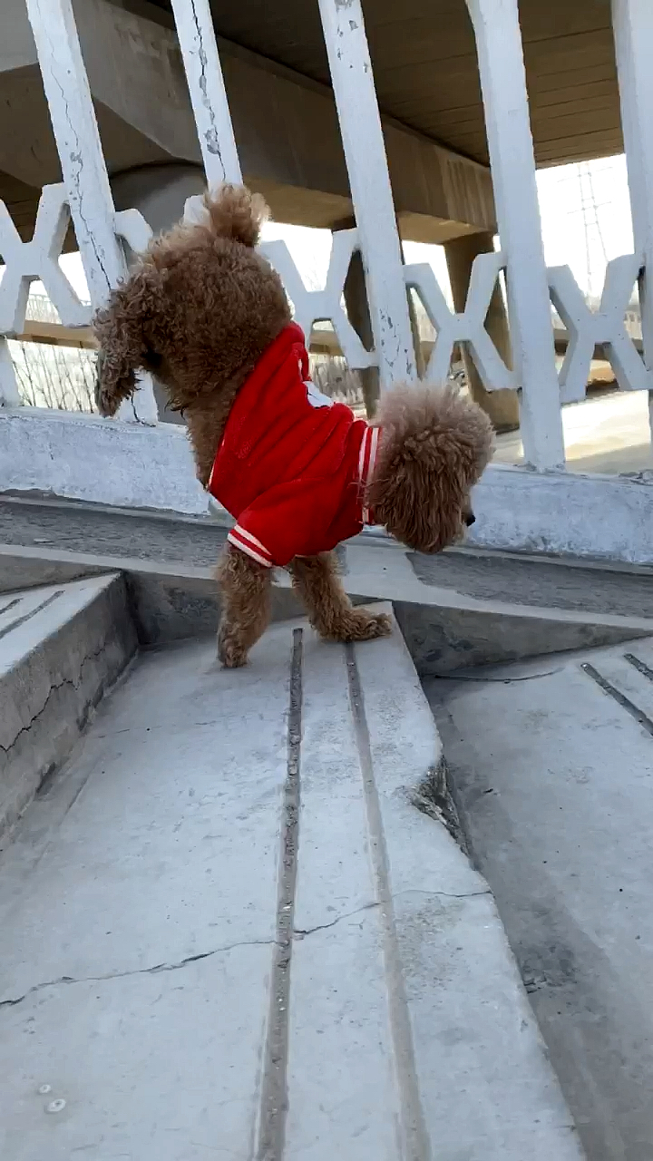 倒立下楼梯#倒立下楼梯的狗子,这绝活太厉害了吧.