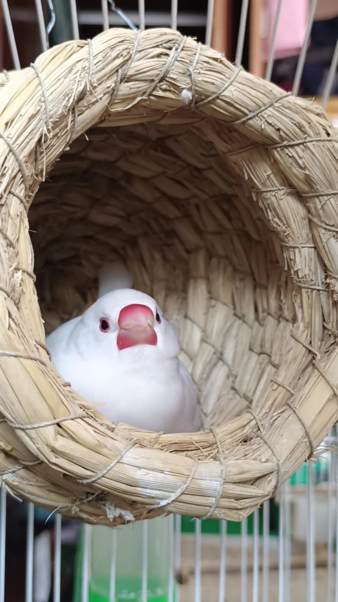 手养的文鸟下蛋了,看看糯米团子是怎么孵蛋的-度小视