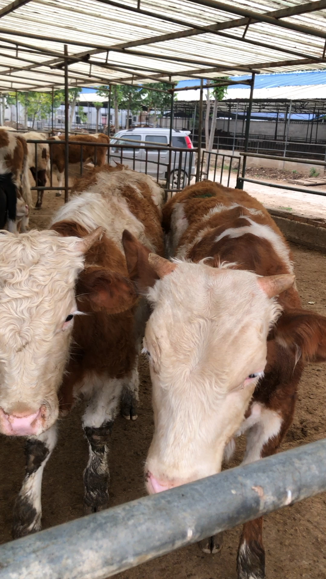 育肥公牛犊,个个一万多