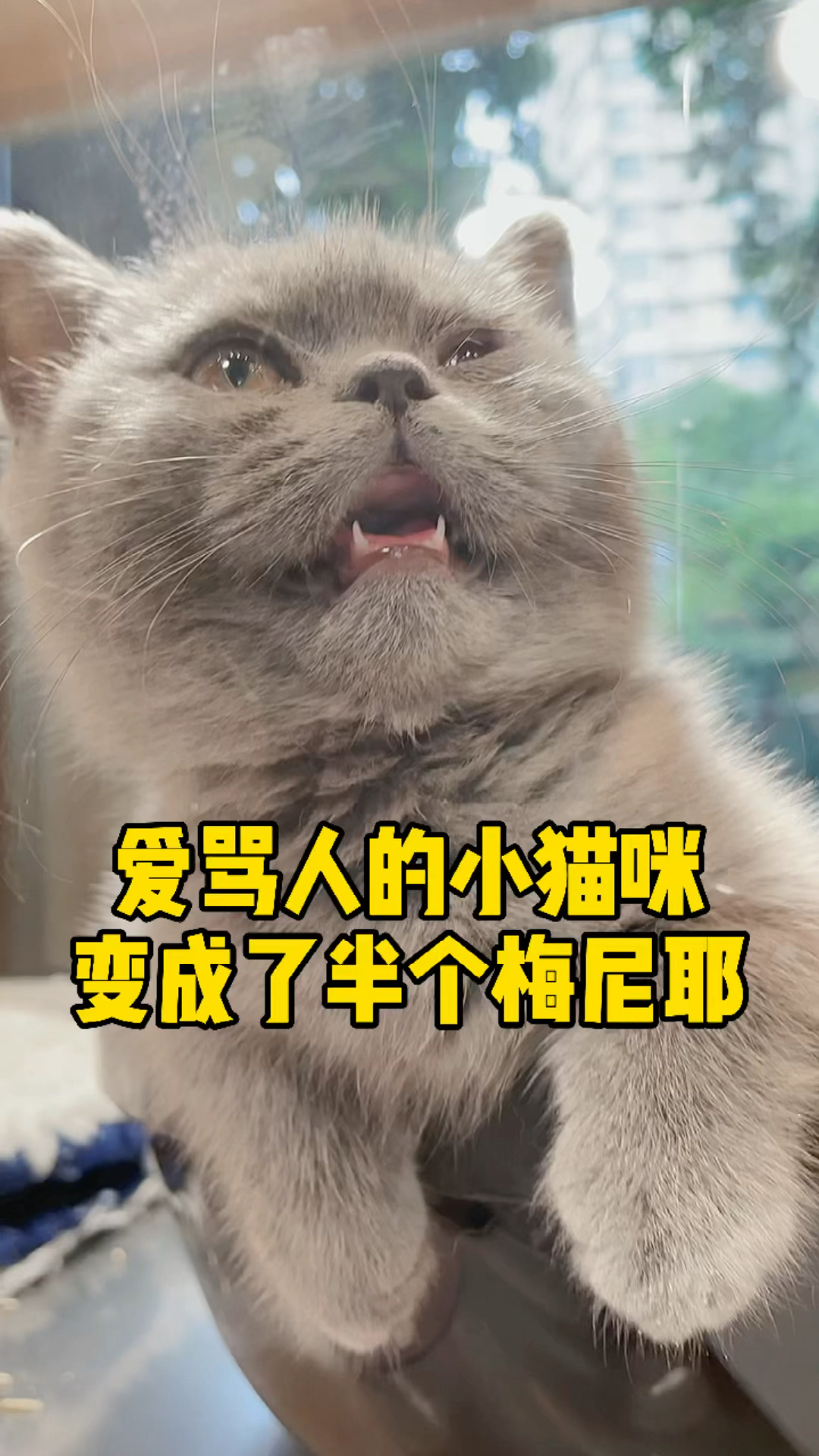 宠物丑萌大赛#那只爱骂人的小猫咪生病了,竟然变成了半个梅尼耶