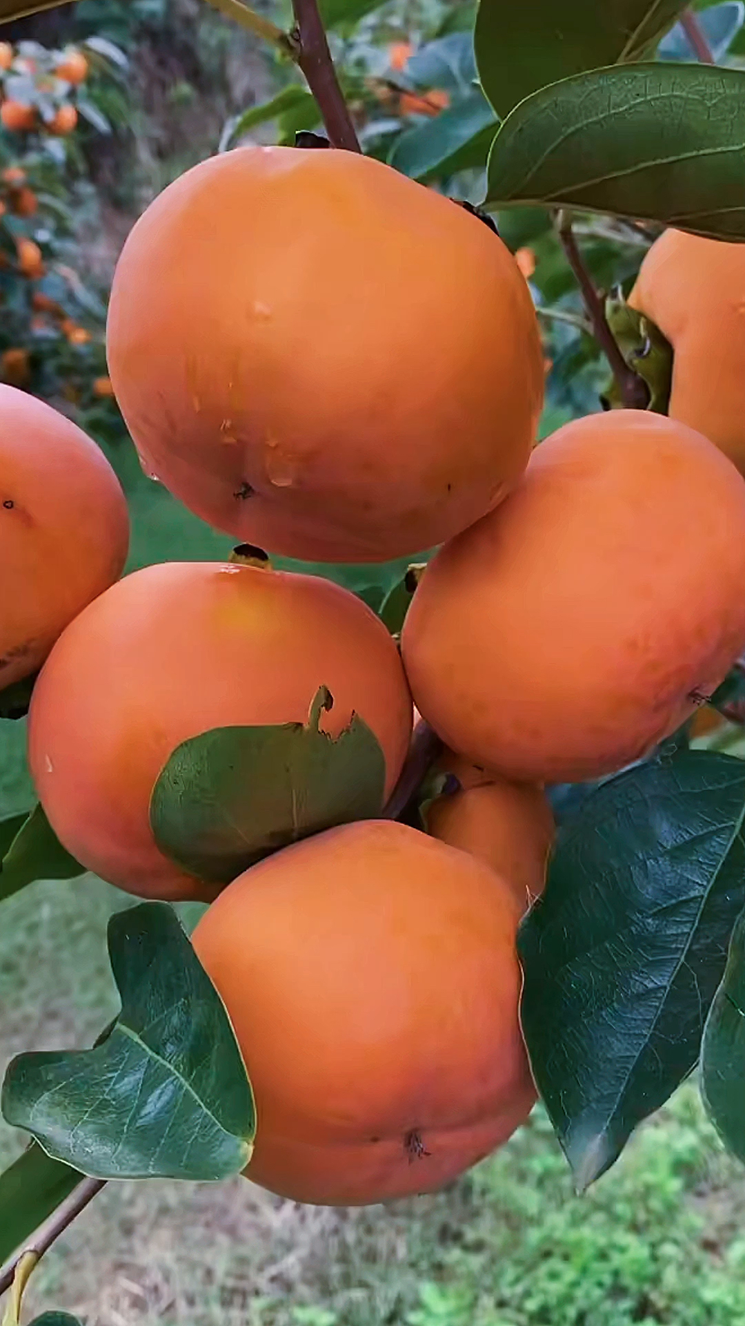 双11好物推荐陕西阳丰脆甜柿子无核无籽削皮开吃