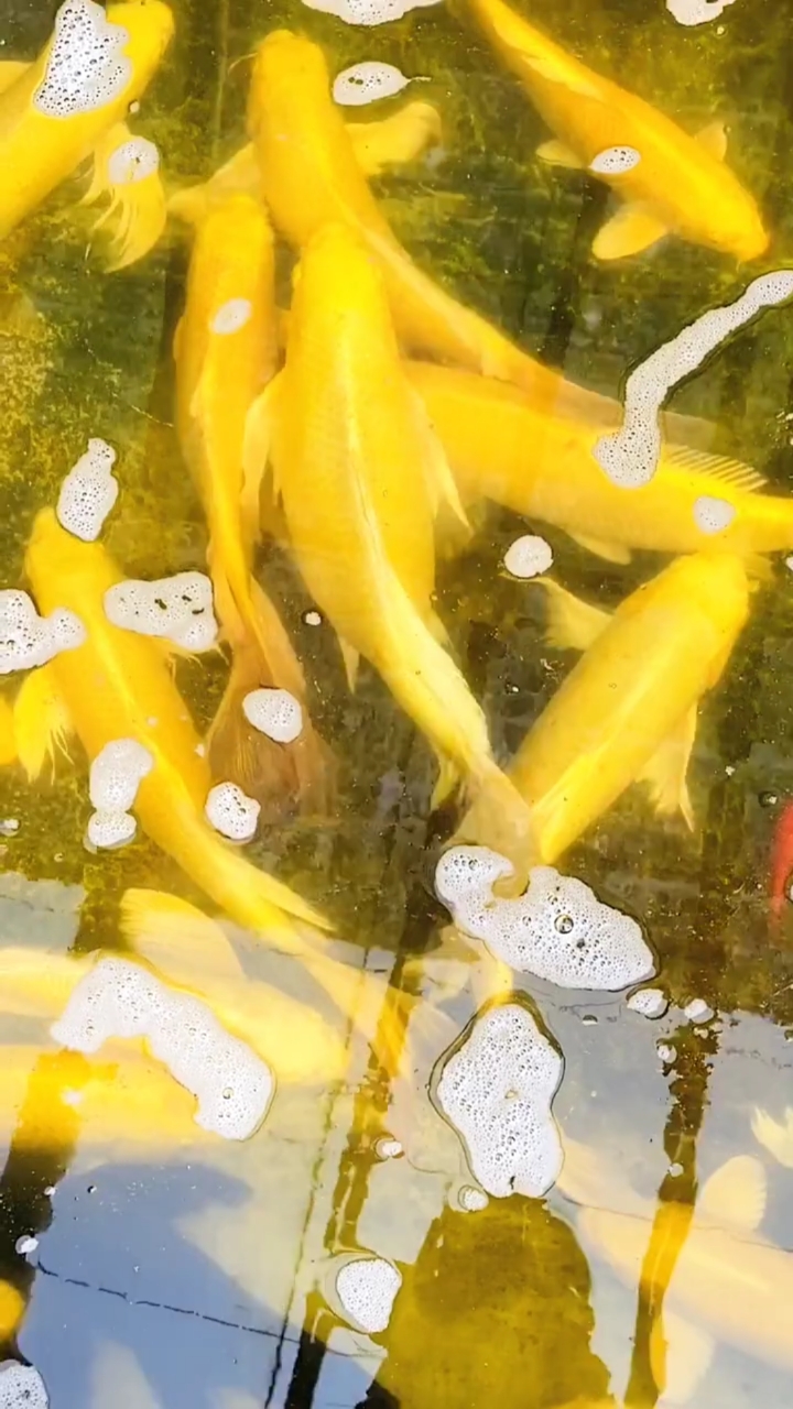 黄金鲤,祝大家财源滚滚来,年年有鱼