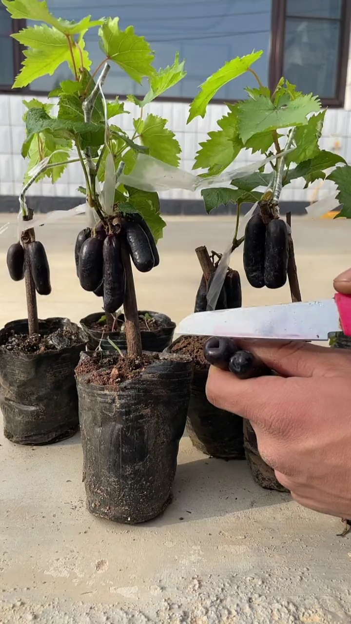 阳台也能种植的甜蜜蓝宝石葡萄树苗