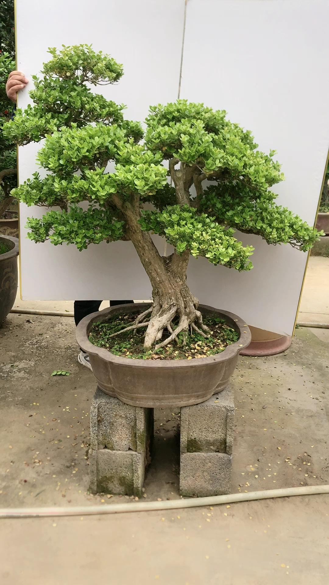 老桩瓜子黄杨,家养黄杨福寿绵长