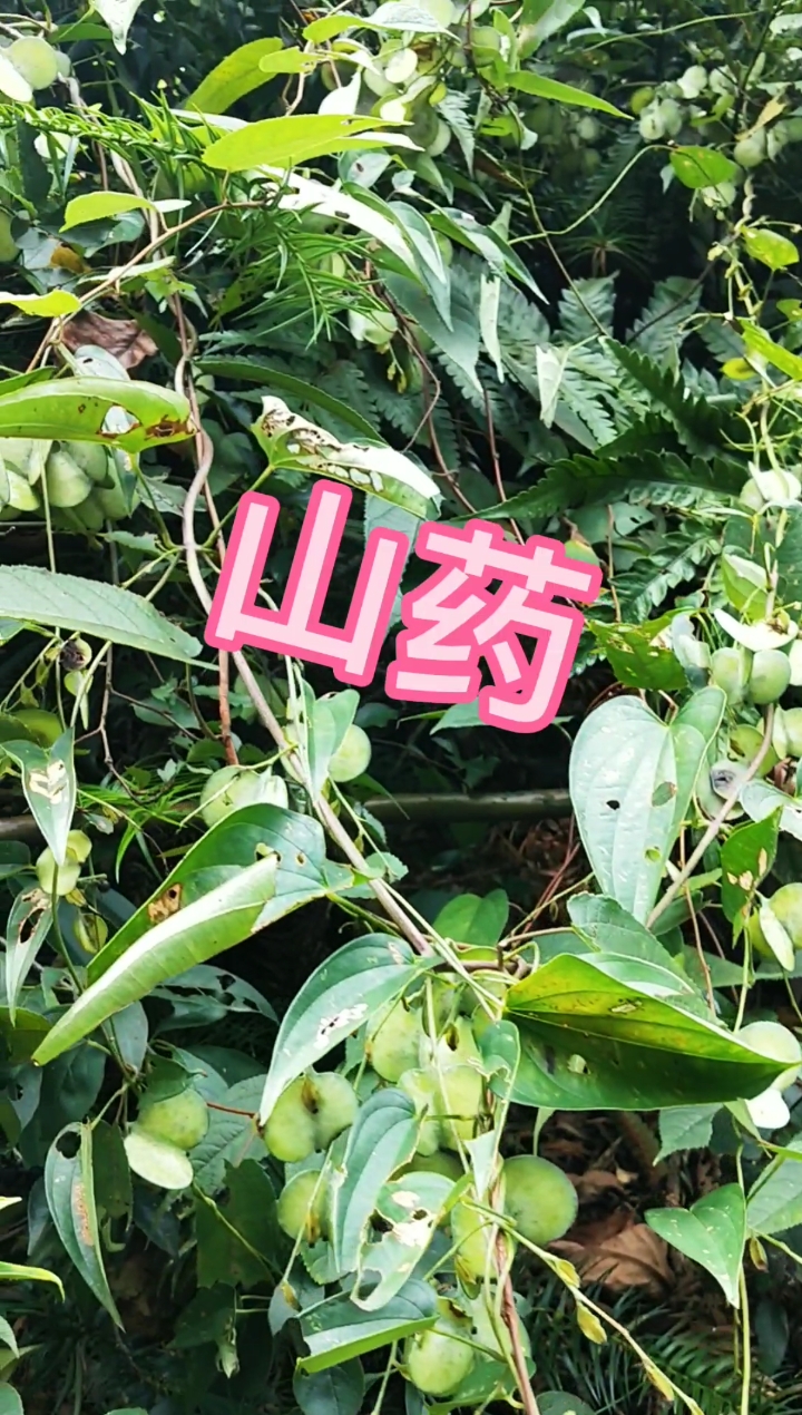 认识中草药#山药,别称:野薯