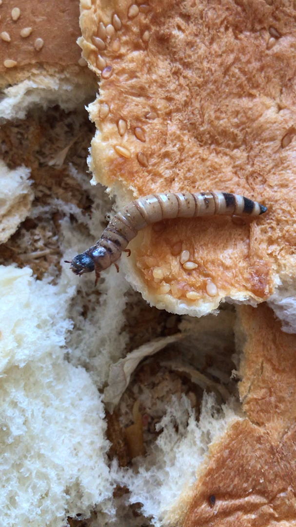 我家萌宠成精了#面包虫吃面包