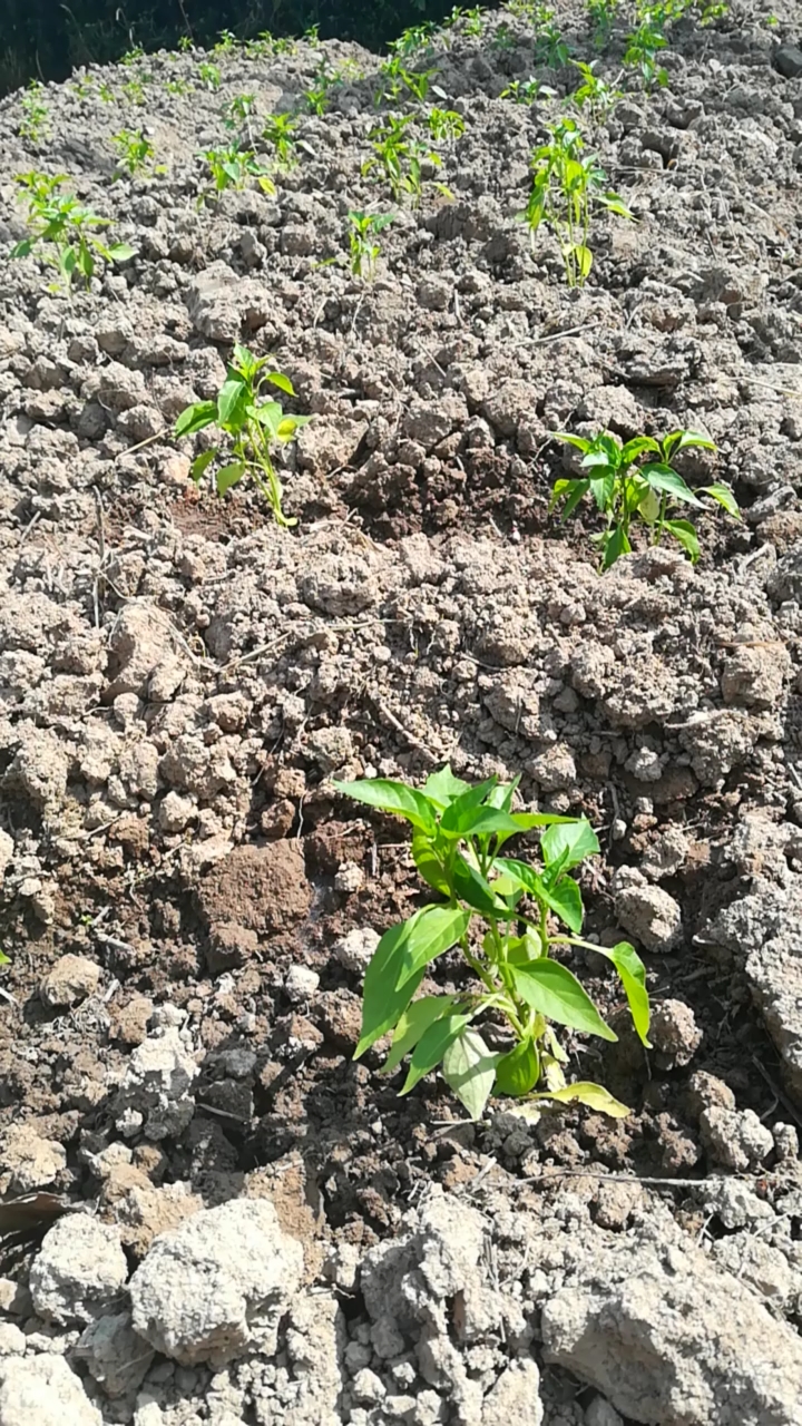 太阳当空照,给辣椒苗浇水!