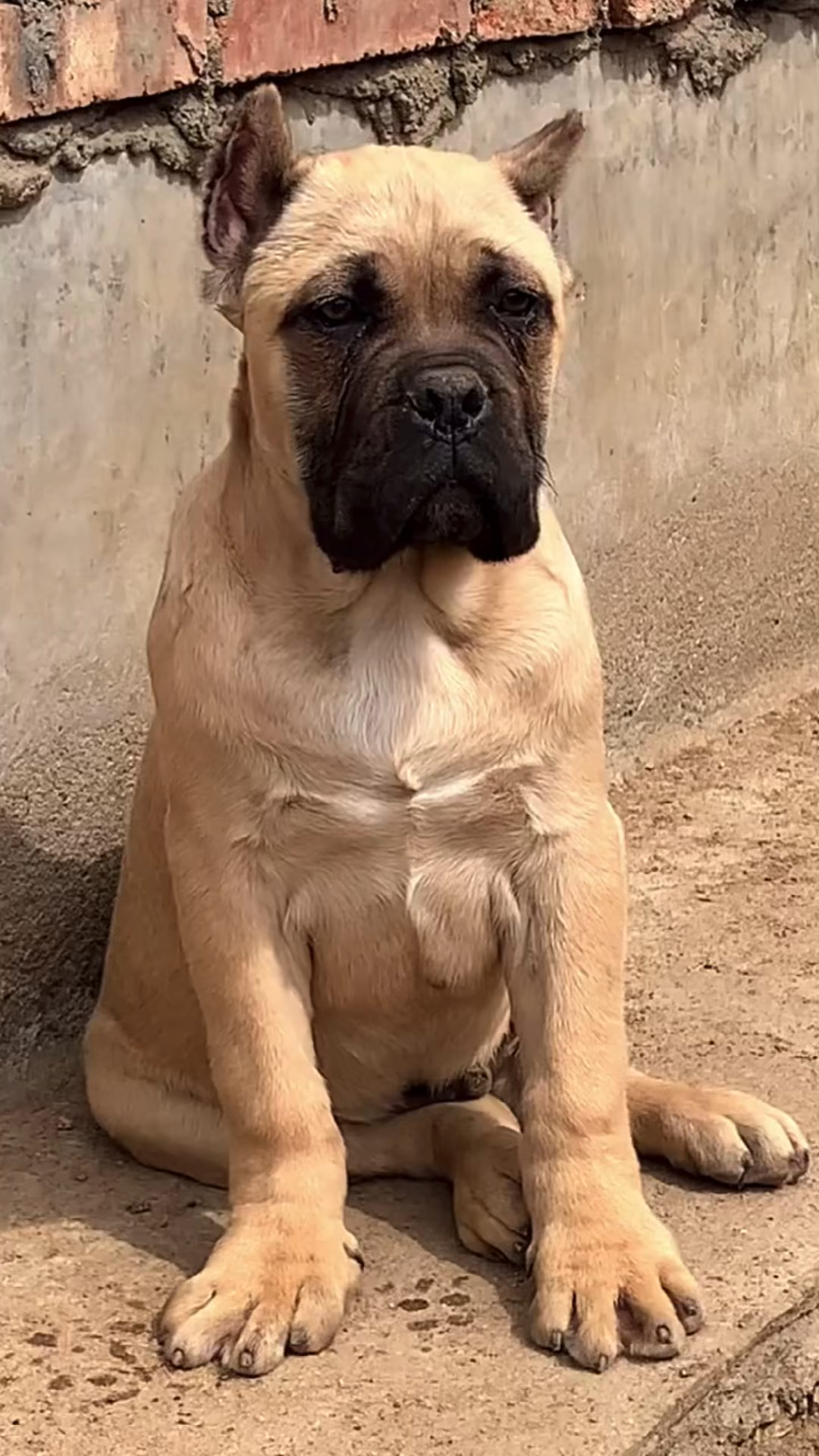 卡斯罗#铁面无私卡斯罗