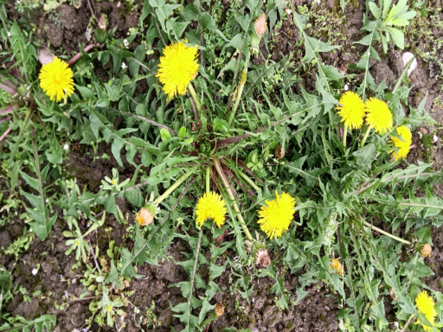 拍了几张葡公英的图片,觉得这花很好看.