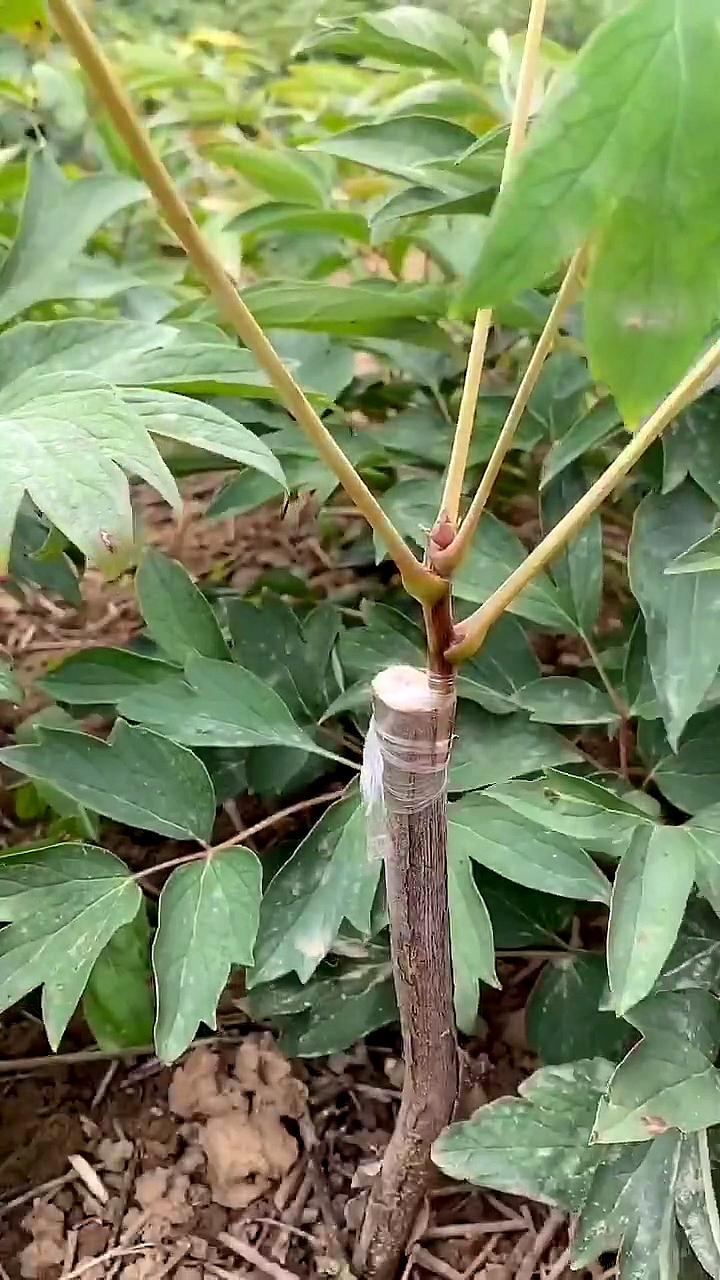 牡丹高枝嫁接再過一個多月就可以了,接口下端必須有芽點,促使營養往