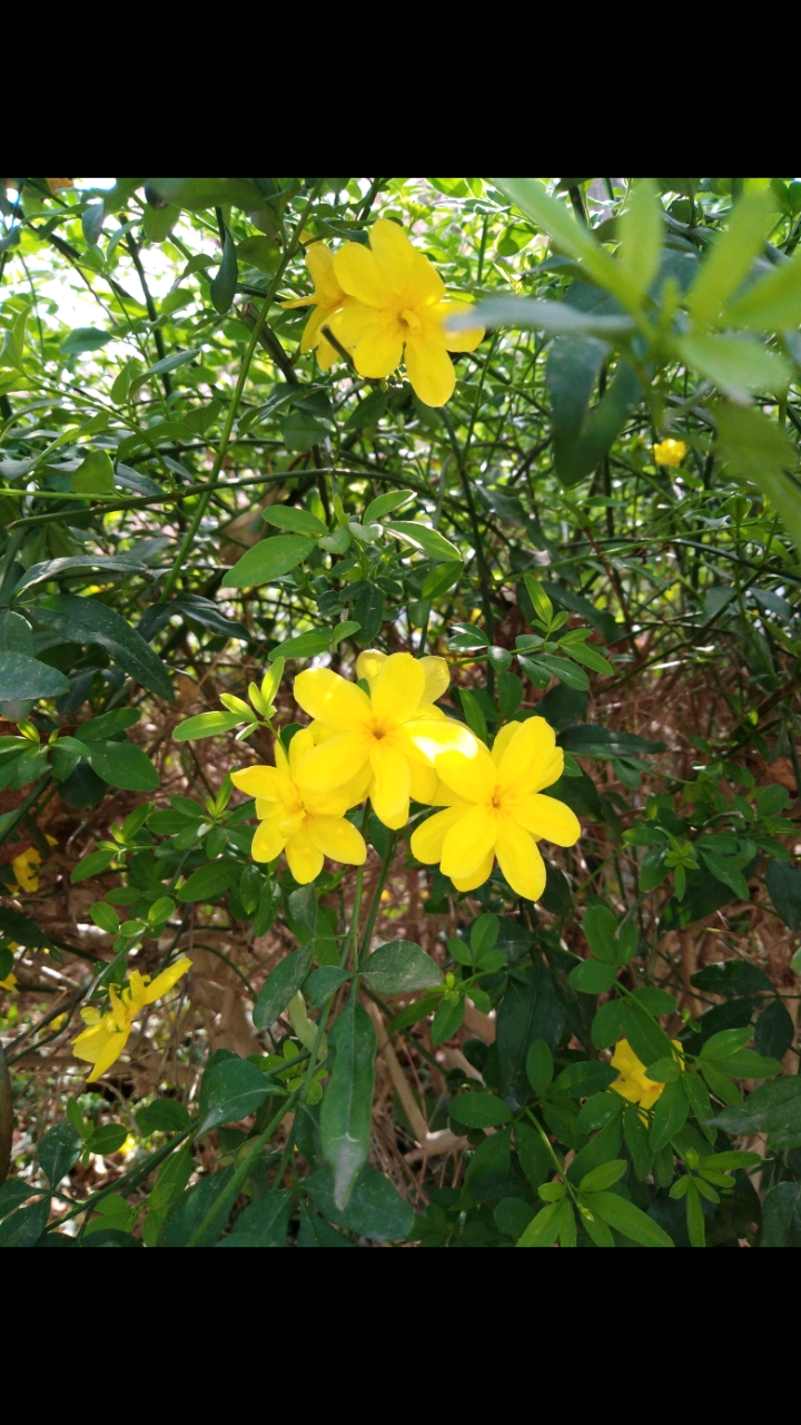 乡村生活#三月份盛开的迎春花.